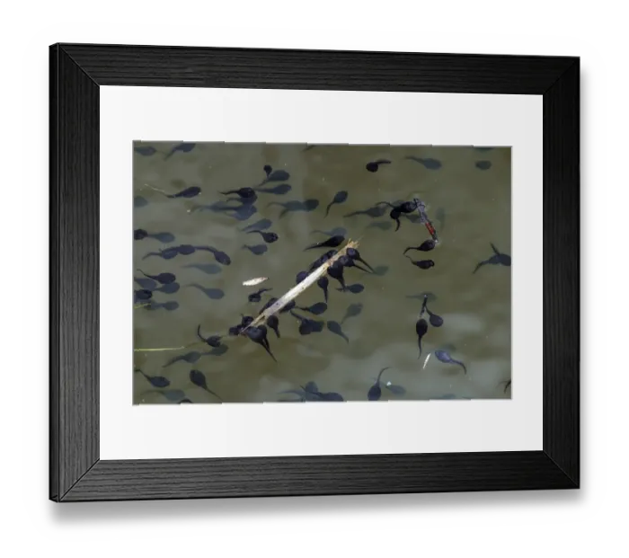 Framed Print : Large number of toad tadpoles in Norfolk dyke Framed Print : Large number of toad tadpoles in Norfolk dyke
