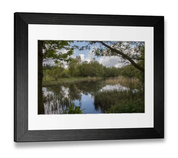 Framed Print : Lake at Lynford Arboretum, Norfolk Framed Print : Lake at Lynford Arboretum, Norfolk