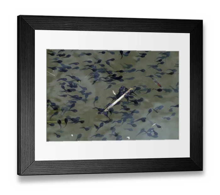 Framed Print : Large number of toad tadpoles in Norfolk dyke Framed Print : Large number of toad tadpoles in Norfolk dyke