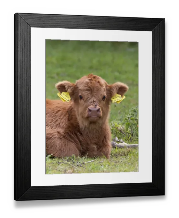 Framed Print : Highland calf with two-piece ear tags