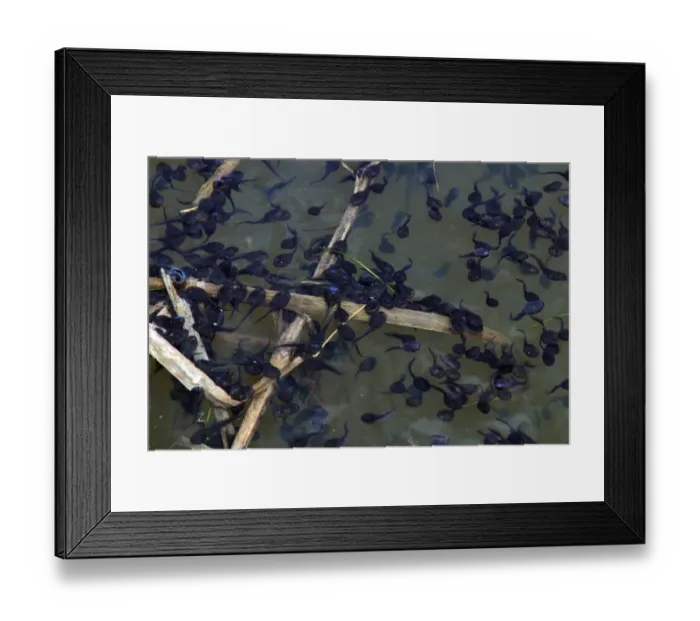 Framed Print : Large number of toad tadpoles in Norfolk dyke Framed Print : Large number of toad tadpoles in Norfolk dyke