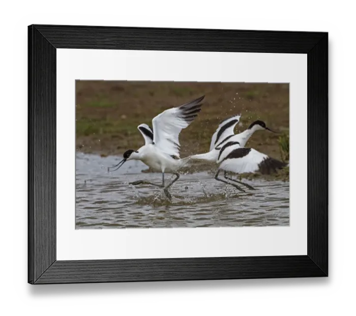 Framed Print : Two avocets fighting Framed Print : Two avocets fighting