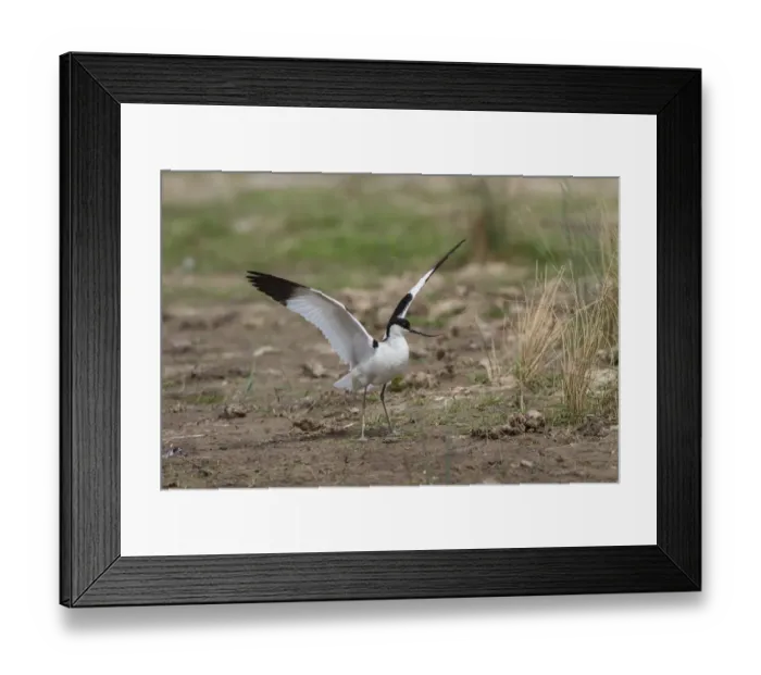 Framed Print : Avocet with wings raised