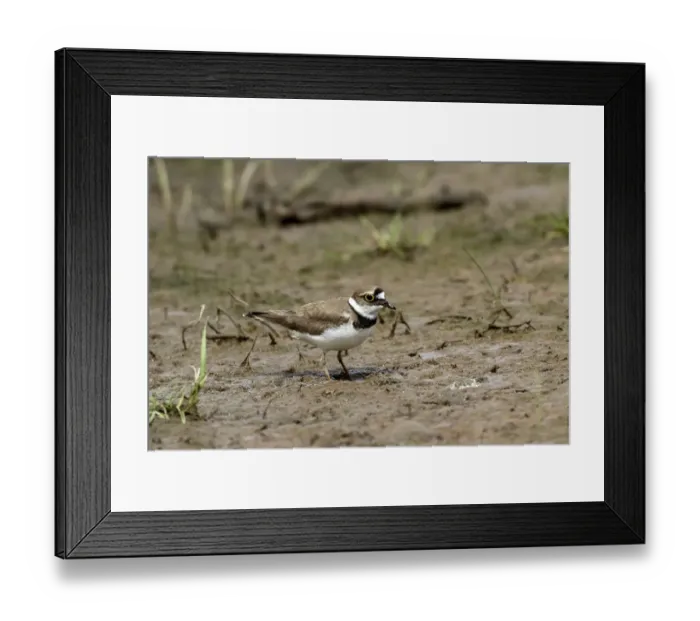 Framed Print : Little Ringed Plover adult in summer plumage Framed Print : Little Ringed Plover adult in summer plumage