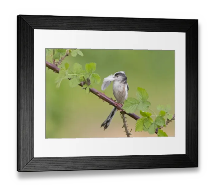 Framed Print : Long-tailed Tit (Aegithalos caudatus) adult, with feather in beak, collecting nesting material for lining nest Framed Print : Long-tailed Tit (Aegithalos caudatus) adult, with feather in beak, collecting nesting material for lining nest