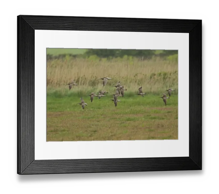 Framed Print : Whimbrel (Numenius phaeopus) flock, with Eurasian Curlew (Numenius arquata) adult Framed Print : Whimbrel (Numenius phaeopus) flock, with Eurasian Curlew (Numenius arquata) adult