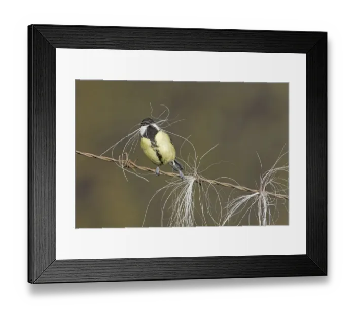 Framed Print : Great Tit (Parus major) adult, collecting horse hair for nesting material, perched on barbed wire, Suffolk, England Framed Print : Great Tit (Parus major) adult, collecting horse hair for nesting material, perched on barbed wire, Suffolk, England
