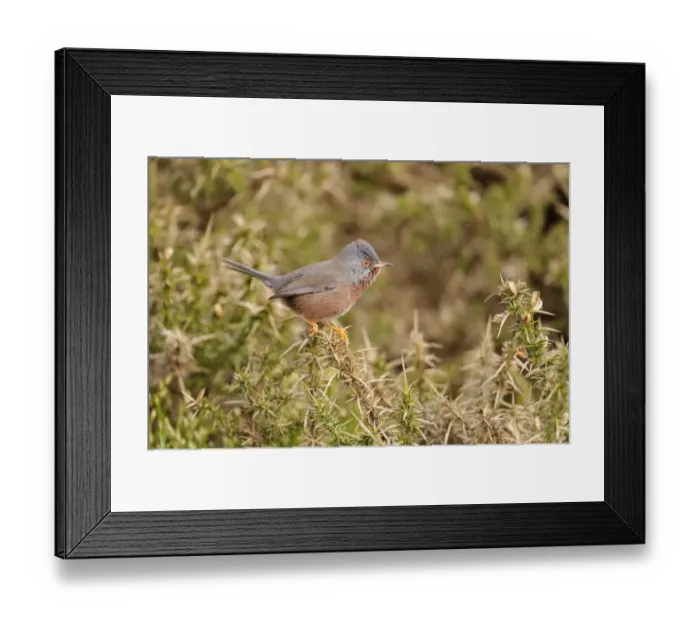 Framed Print : Dartford Warbler (Sylvia undata) adult male, perched on gorse in heathland, North Wales, March