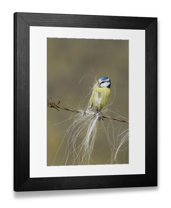 Framed Print : Blue Tit (Parus caeruleus) adult, collecting horse hair for nesting material, perched on barbed wire, Suffolk, England Framed Print : Blue Tit (Parus caeruleus) adult, collecting horse hair for nesting material, perched on barbed wire, Suffolk, England