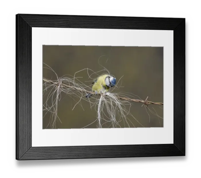 Framed Print : Blue Tit (Parus caeruleus) adult, collecting horse hair for nesting material, perched on barbed wire, Suffolk, England Framed Print : Blue Tit (Parus caeruleus) adult, collecting horse hair for nesting material, perched on barbed wire, Suffolk, England