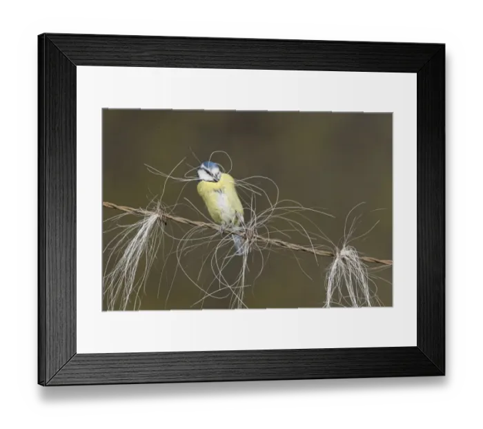 Framed Print : Blue Tit (Parus caeruleus) adult, collecting horse hair for nesting material, perched on barbed wire, Suffolk, England Framed Print : Blue Tit (Parus caeruleus) adult, collecting horse hair for nesting material, perched on barbed wire, Suffolk, England