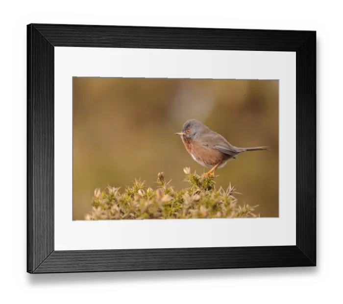Framed Print : Dartford Warbler (Sylvia undata) adult male, perched on gorse in heathland, North Wales, March Framed Print : Dartford Warbler (Sylvia undata) adult male, perched on gorse in heathland, North Wales, March