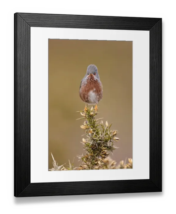 Framed Print : Dartford Warbler (Sylvia undata) adult male, perched on gorse in heathland, North Wales, March Framed Print : Dartford Warbler (Sylvia undata) adult male, perched on gorse in heathland, North Wales, March