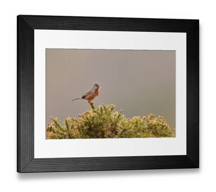 Framed Print : Dartford Warbler (Sylvia undata) adult male, perched on gorse in heathland, North Wales, March
