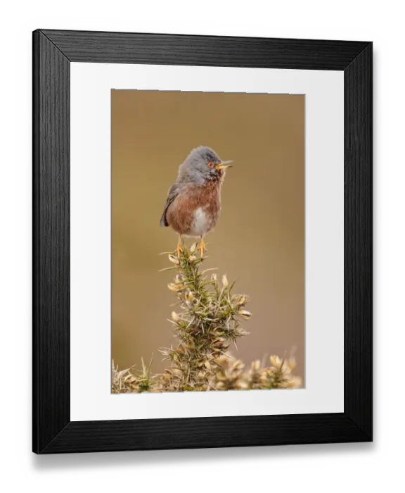 Framed Print : Dartford Warbler (Sylvia undata) adult male, singing, perched on gorse in heathland, North Wales, March Framed Print : Dartford Warbler (Sylvia undata) adult male, singing, perched on gorse in heathland, North Wales, March