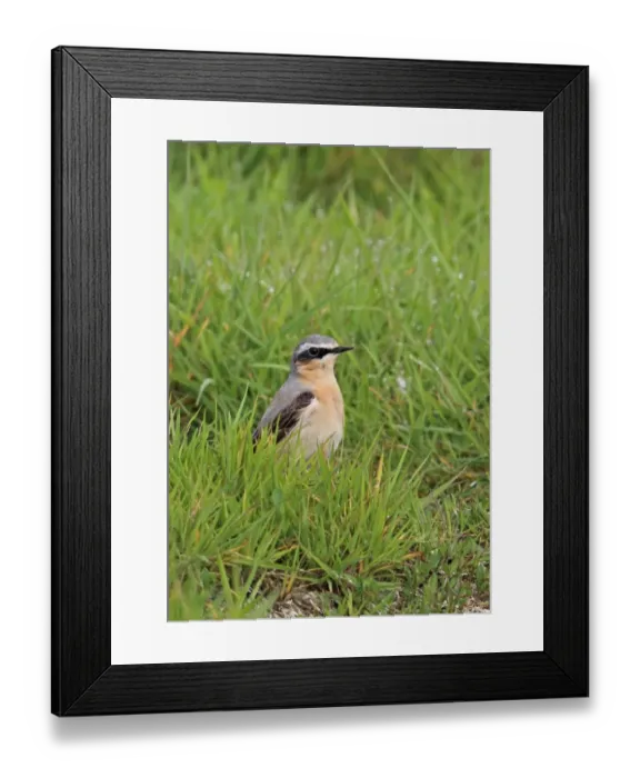Framed Print : Northern Wheatear (Oenanthe oenanthe) immature male, second calendar year plumage Framed Print : Northern Wheatear (Oenanthe oenanthe) immature male, second calendar year plumage