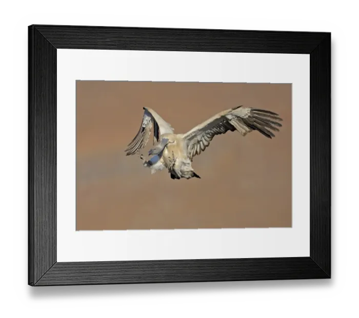 Framed Print : Cape Vulture (Gyps coprotheres) adult, in flight, landing on mountain clifftop, Giants Castle N. P Framed Print : Cape Vulture (Gyps coprotheres) adult, in flight, landing on mountain clifftop, Giants Castle N. P