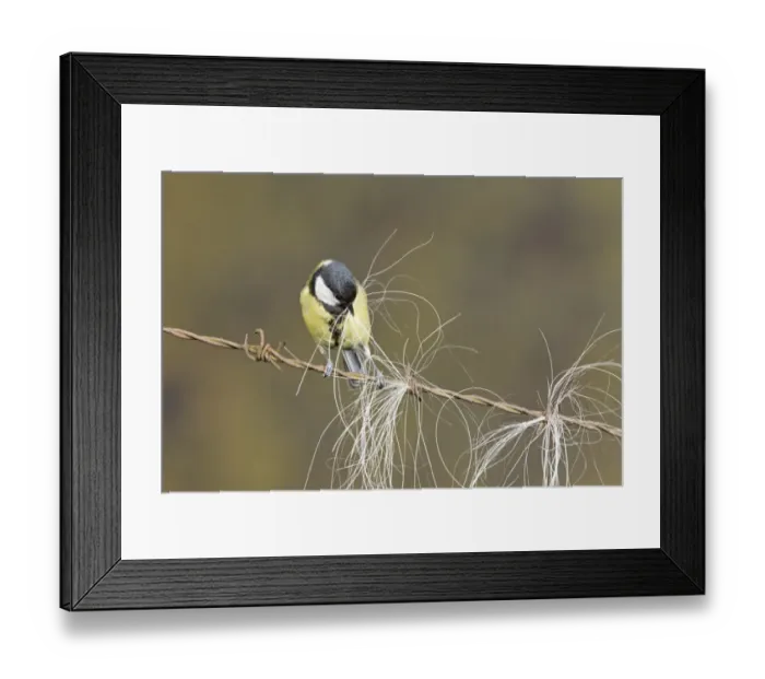 Framed Print : Great Tit (Parus major) adult, collecting horse hair for nesting material, perched on barbed wire, Suffolk, England Framed Print : Great Tit (Parus major) adult, collecting horse hair for nesting material, perched on barbed wire, Suffolk, England