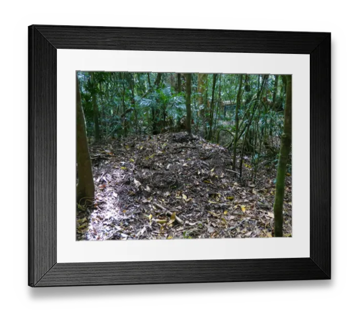Framed Print : Australian Brush-turkey (Alectura lathami) nest mound in forest, Atherton Tableland, Great Dividing Range, Queensland Framed Print : Australian Brush-turkey (Alectura lathami) nest mound in forest, Atherton Tableland, Great Dividing Range, Queensland