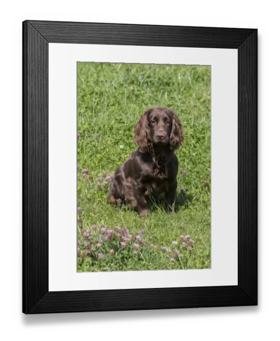 Framed Print : Domestic Dog, Working Cocker Spaniel, juvenile female, seven months old, sitting in meadow, Suffolk, England, May Framed Print : Domestic Dog, Working Cocker Spaniel, juvenile female, seven months old, sitting in meadow, Suffolk, England, May
