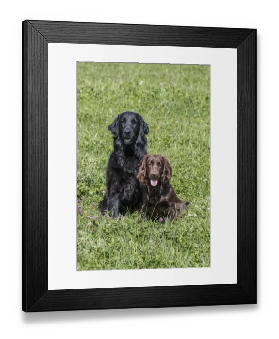 Framed Print : Domestic Dog, Flat-coated Retriever, adult female, four years old, and Working Cocker Spaniel, juvenile female Framed Print : Domestic Dog, Flat-coated Retriever, adult female, four years old, and Working Cocker Spaniel, juvenile female
