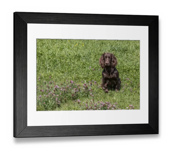 Framed Print : Domestic Dog, Working Cocker Spaniel, juvenile female, seven months old, sitting in meadow, Suffolk, England, May Framed Print : Domestic Dog, Working Cocker Spaniel, juvenile female, seven months old, sitting in meadow, Suffolk, England, May