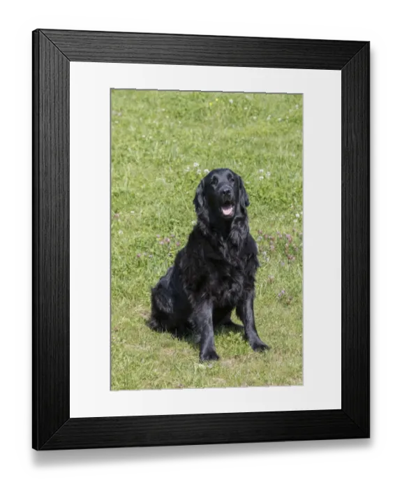 Framed Print : Domestic Dog, Flat-coated Retriever, adult female, four years old, sitting in meadow, Suffolk, England, May Framed Print : Domestic Dog, Flat-coated Retriever, adult female, four years old, sitting in meadow, Suffolk, England, May