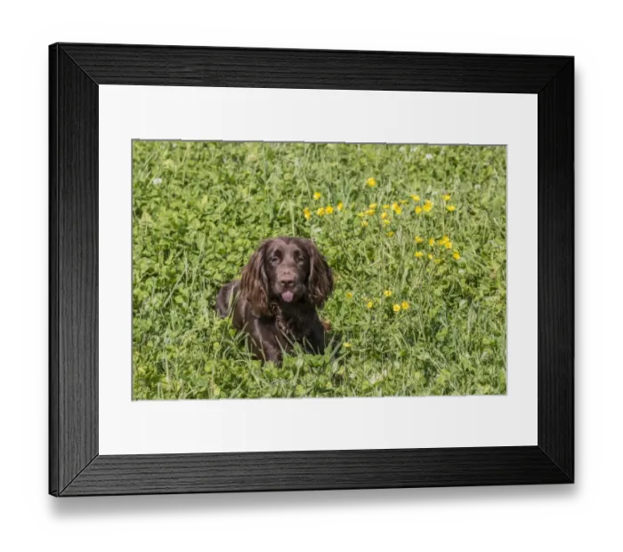 Framed Print : Domestic Dog, Working Cocker Spaniel, juvenile female, seven months old, laying in meadow, Suffolk, England, May