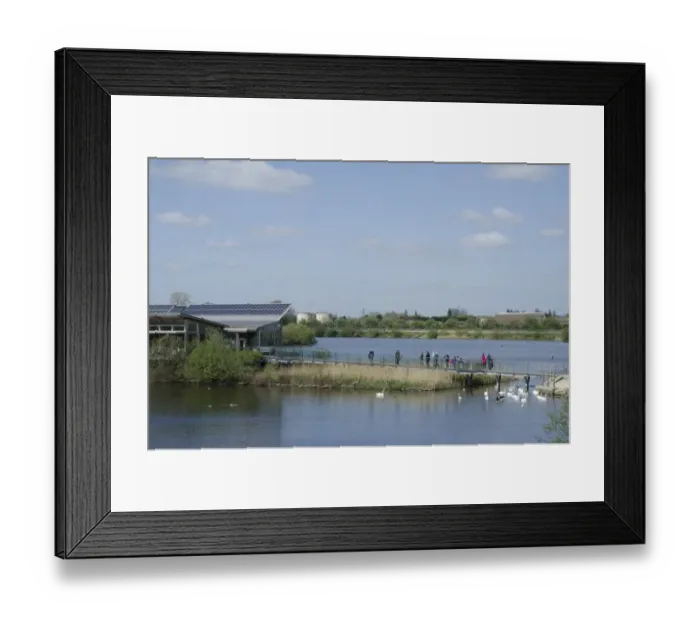 Framed Print : View of flooded former gravel pit habitat, visitors on boardwalk to visitors centre and Mute Swan (Cygnus olor) flock Framed Print : View of flooded former gravel pit habitat, visitors on boardwalk to visitors centre and Mute Swan (Cygnus olor) flock
