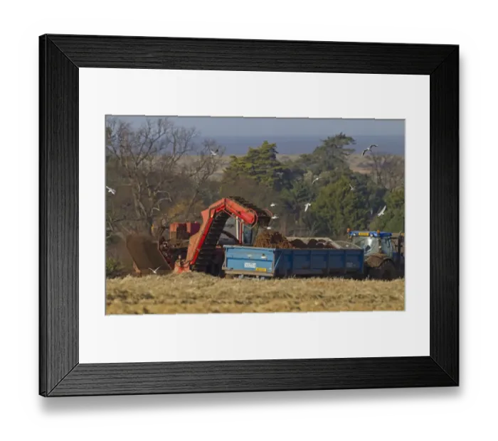 Framed Print : Carrot (Daucus carota) crop, harvester loading roots onto tractor and trailer, Norfolk, England, February Framed Print : Carrot (Daucus carota) crop, harvester loading roots onto tractor and trailer, Norfolk, England, February