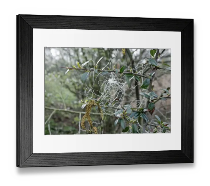 Framed Print : Discarded fishing line caught on twigs, Warwickshire, England, April Framed Print : Discarded fishing line caught on twigs, Warwickshire, England, April