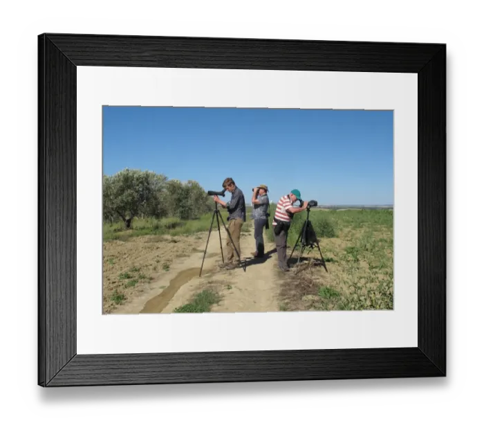 Framed Print : Birdwatchers with telescopes and binoculars, scanning for Great Bustard (Otis tarda) from ridge, Andalucia, Spain, May