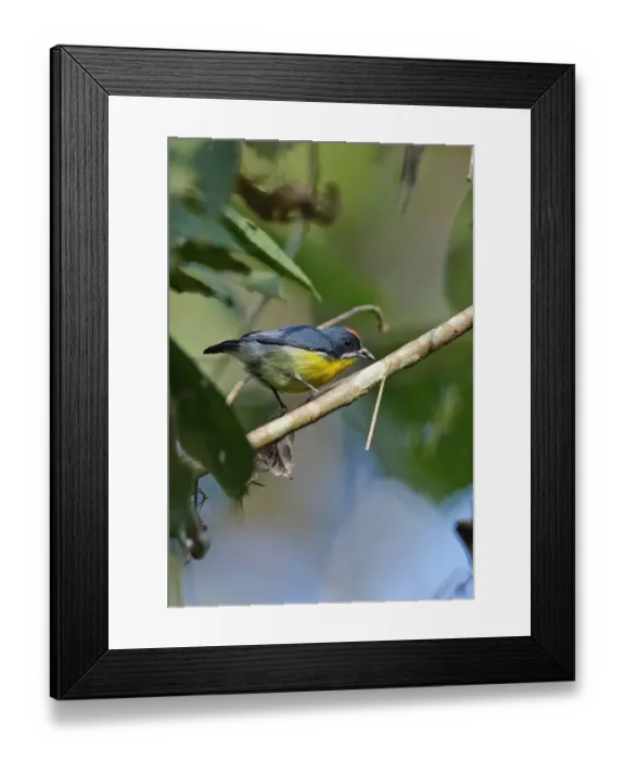 Framed Print : Crimson-breasted Flowerpecker (Prionochilus percussus ignicapilla) adult male, perched on branch, Taman Negara N. P Framed Print : Crimson-breasted Flowerpecker (Prionochilus percussus ignicapilla) adult male, perched on branch, Taman Negara N. P
