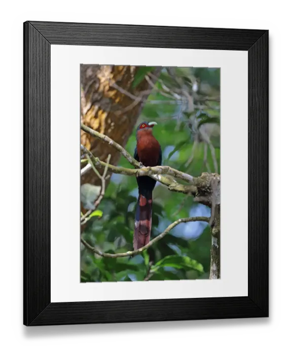 Framed Print : Chestnut-breasted Malkoha (Phaenicophaeus curvirostris singularis) adult, perched on branch, Taman Negara N. P Framed Print : Chestnut-breasted Malkoha (Phaenicophaeus curvirostris singularis) adult, perched on branch, Taman Negara N. P
