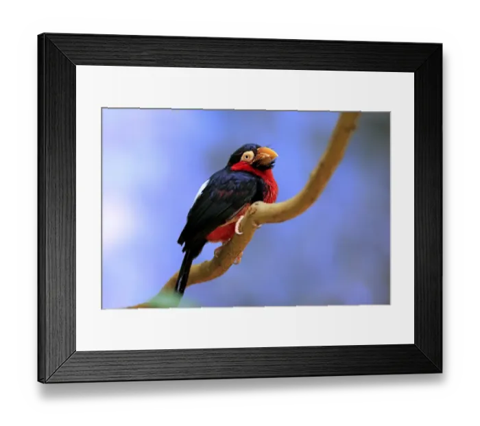 Framed Print : Bearded Barbet (Lybius dubius) adult, perched on branch (captive) Framed Print : Bearded Barbet (Lybius dubius) adult, perched on branch (captive)