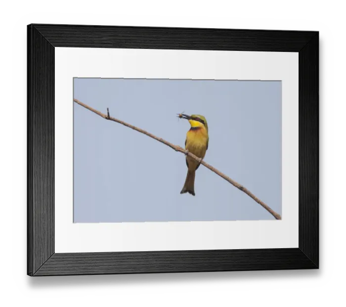Framed Print : Little Bee-eater (Merops pusillus pusillus) adult, with bee prey in beak, perched on twig, Gambia, February