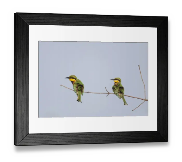 Framed Print : Little Bee-eater (Merops pusillus) adult pair, sunbathing, perched on twig, Gambia, February Framed Print : Little Bee-eater (Merops pusillus) adult pair, sunbathing, perched on twig, Gambia, February