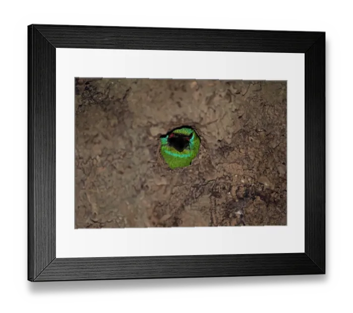 Framed Print : Red-throated Barbet (Megalaima mystacophanos mystacophanos) adult female, roosting at old nesthole in termite mound Framed Print : Red-throated Barbet (Megalaima mystacophanos mystacophanos) adult female, roosting at old nesthole in termite mound