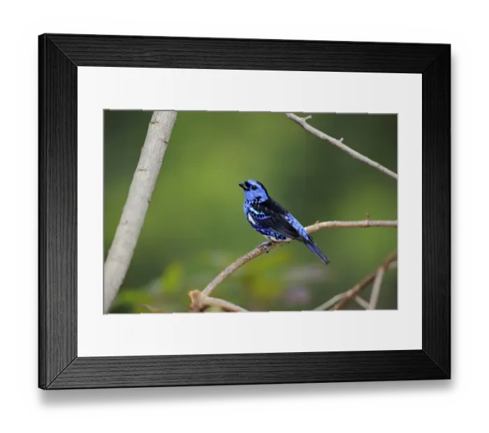 Framed Print : Turquoise Tanager (Tangara mexicana) adult male, perched on twig (captive) Framed Print : Turquoise Tanager (Tangara mexicana) adult male, perched on twig (captive)
