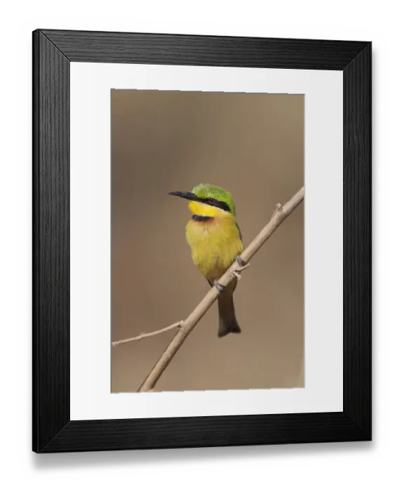 Framed Print : Little Bee-eater (Merops pusillus pusillus) adult, perched on twig, Gambia, February Framed Print : Little Bee-eater (Merops pusillus pusillus) adult, perched on twig, Gambia, February