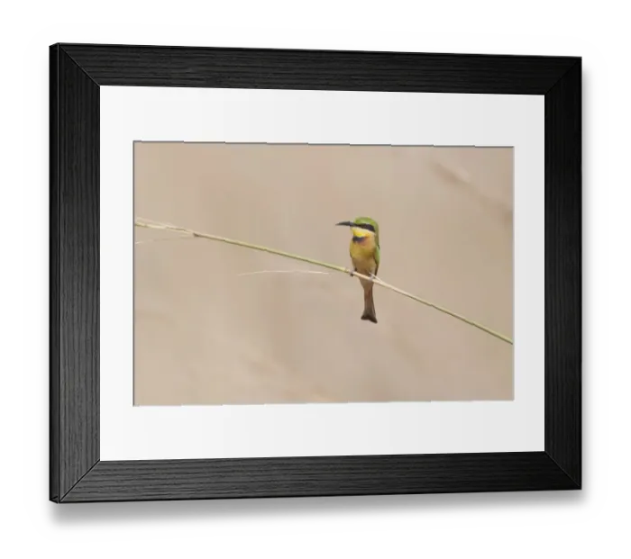 Framed Print : Little Bee-eater (Merops pusillus pusillus) adult, perched on stem, Gambia, February Framed Print : Little Bee-eater (Merops pusillus pusillus) adult, perched on stem, Gambia, February