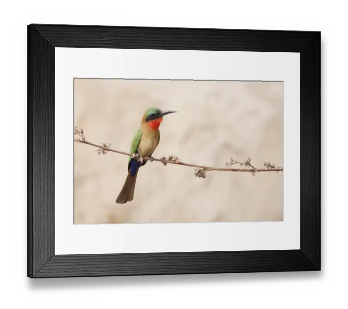 Framed Print : Red-throated Bee-eater (Merops bullocki) adult, perched on stem, Gambia, February Framed Print : Red-throated Bee-eater (Merops bullocki) adult, perched on stem, Gambia, February