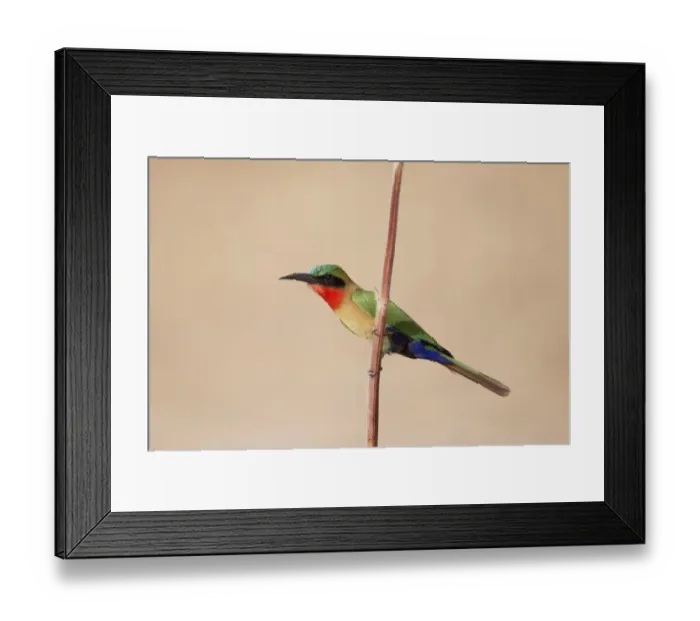 Framed Print : Red-throated Bee-eater (Merops bullocki) adult, perched on stem, Gambia, February