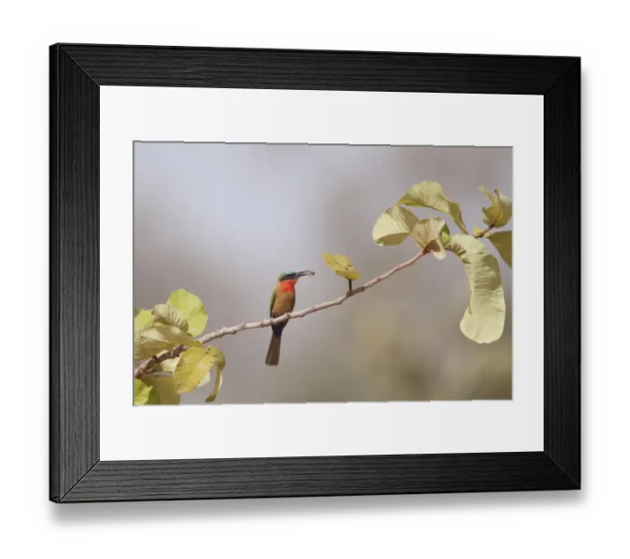 Framed Print : Red-throated Bee-eater (Merops bullocki) adult, with insect prey in beak, perched on twig, Gambia, February Framed Print : Red-throated Bee-eater (Merops bullocki) adult, with insect prey in beak, perched on twig, Gambia, February