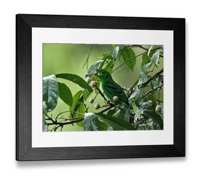 Framed Print : Green Broadbill (Calyptomena viridis caudacuta) adult male, feeding on fruit in tree, Taman Negara N. P Framed Print : Green Broadbill (Calyptomena viridis caudacuta) adult male, feeding on fruit in tree, Taman Negara N. P