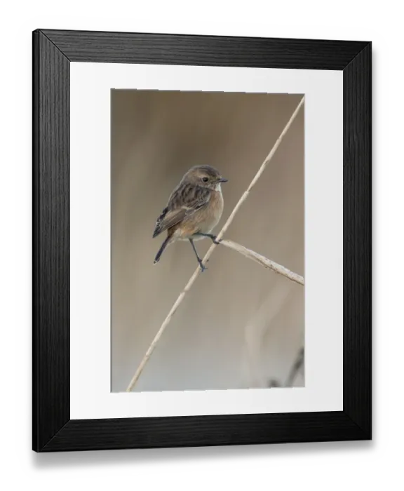 Framed Print : European Stonechat (Saxicola rubicola) adult female, non-breeding plumage, perched on reed stem, Suffolk, England Framed Print : European Stonechat (Saxicola rubicola) adult female, non-breeding plumage, perched on reed stem, Suffolk, England