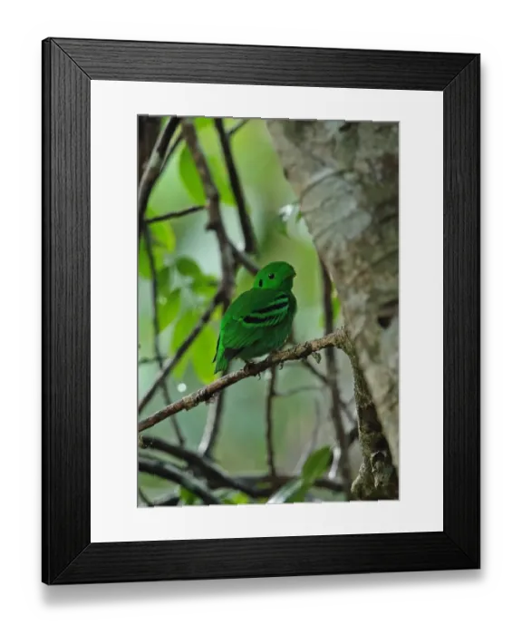 Framed Print : Green Broadbill (Calyptomena viridis caudacuta) adult male, perched on twig, Taman Negara N. P Framed Print : Green Broadbill (Calyptomena viridis caudacuta) adult male, perched on twig, Taman Negara N. P