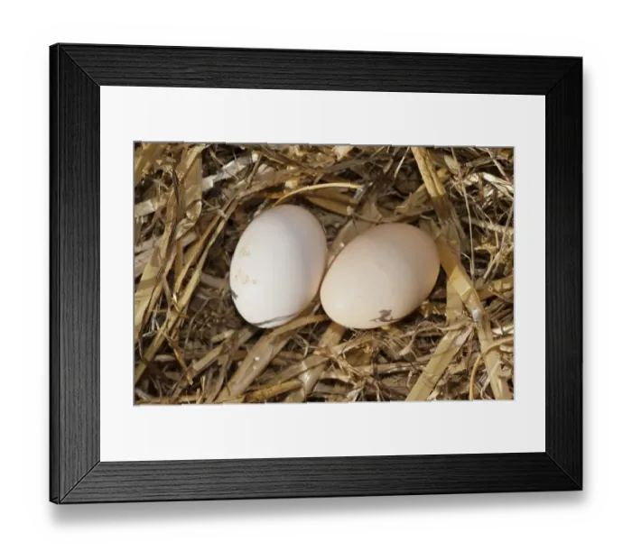 Framed Print : Domestic Chicken, two eggs on nest of straw, Cumbria, England, June Framed Print : Domestic Chicken, two eggs on nest of straw, Cumbria, England, June