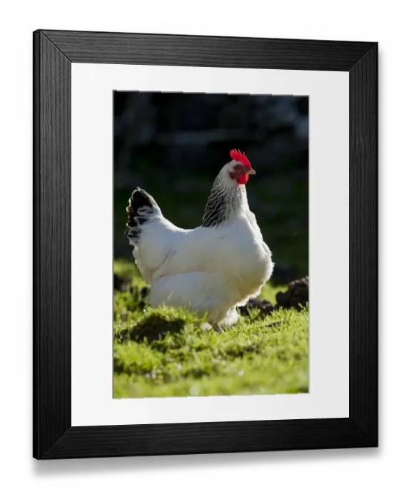 Framed Print : Domestic Chicken, Light Sussex, freerange hen, standing in field, Cumbria, England, June Framed Print : Domestic Chicken, Light Sussex, freerange hen, standing in field, Cumbria, England, June