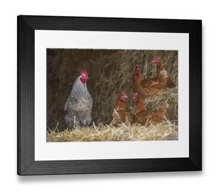 Framed Print : Domestic Chicken, crossbreed cockerel and hens, standing in straw barn, Cumbria, England, March Framed Print : Domestic Chicken, crossbreed cockerel and hens, standing in straw barn, Cumbria, England, March